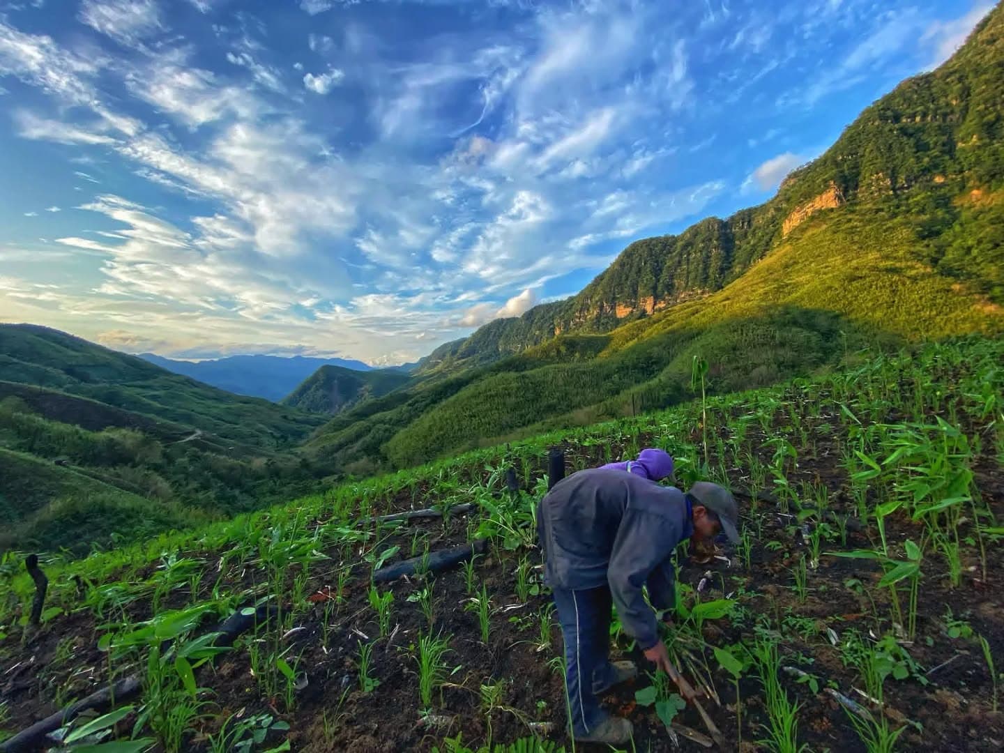 A farmer weeding young crops on a freshly burned jhum plot, with steep green Mizoram hills behind